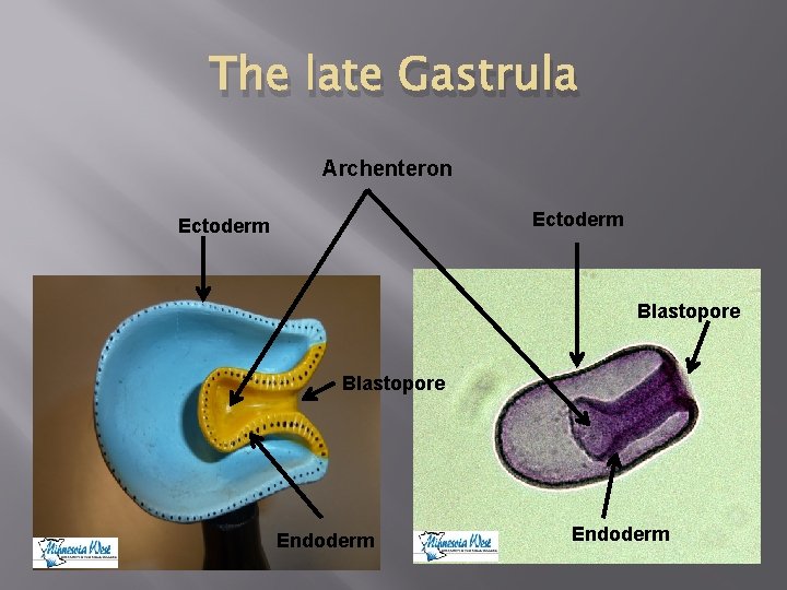 The late Gastrula Archenteron Ectoderm Blastopore Endoderm 