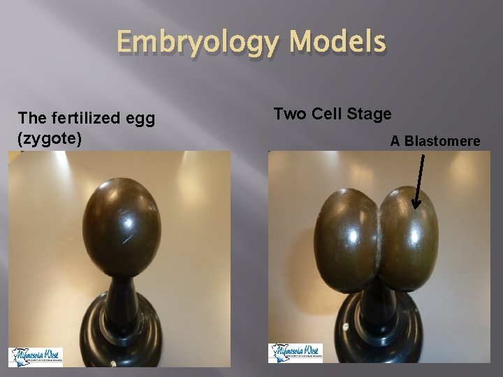 Embryology Models The fertilized egg (zygote) Two Cell Stage A Blastomere 