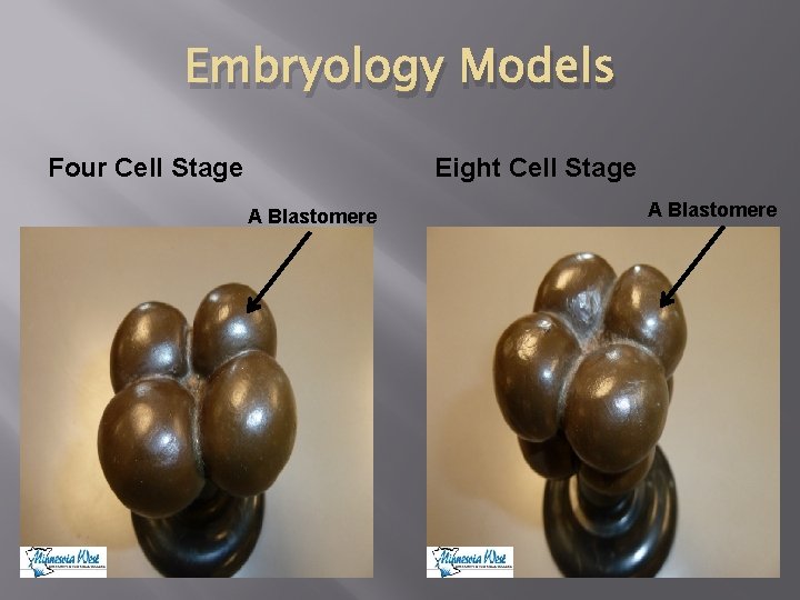 Embryology Models Four Cell Stage Eight Cell Stage A Blastomere 