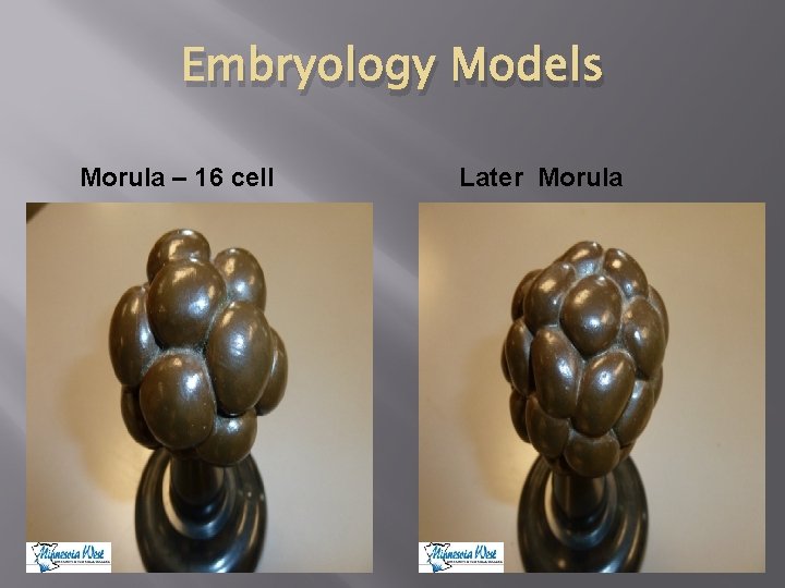 Embryology Models Morula – 16 cell Later Morula 