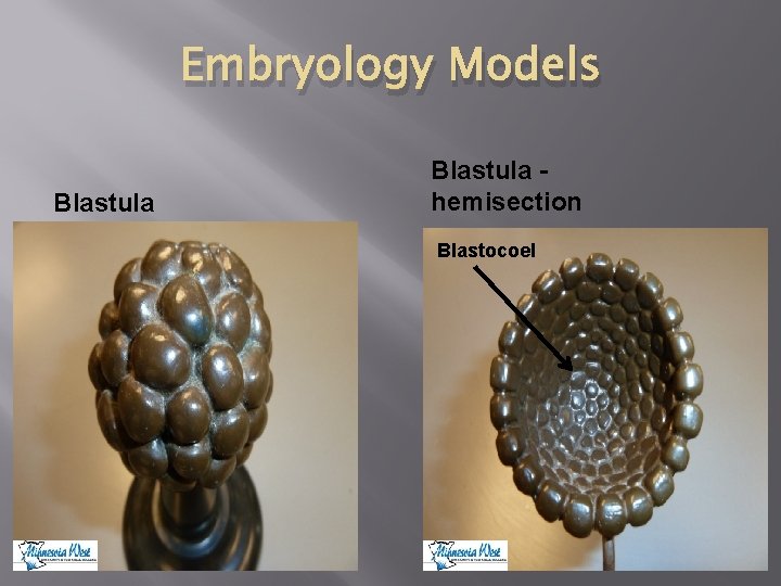 Embryology Models Blastula hemisection Blastocoel 