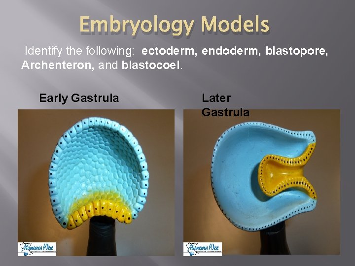 Embryology Models Identify the following: ectoderm, endoderm, blastopore, Archenteron, and blastocoel. Early Gastrula Later