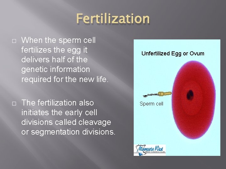 Fertilization � � When the sperm cell fertilizes the egg it delivers half of