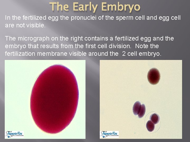 The Early Embryo In the fertilized egg the pronuclei of the sperm cell and