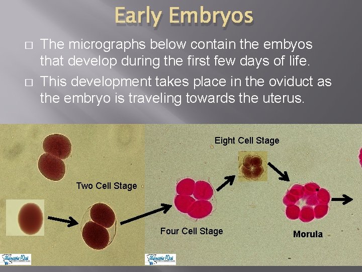 Early Embryos � � The micrographs below contain the embyos that develop during the