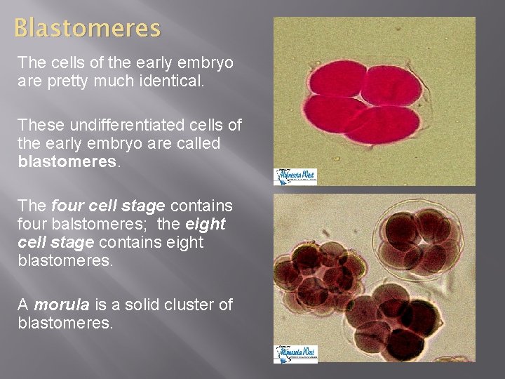 Blastomeres The cells of the early embryo are pretty much identical. These undifferentiated cells