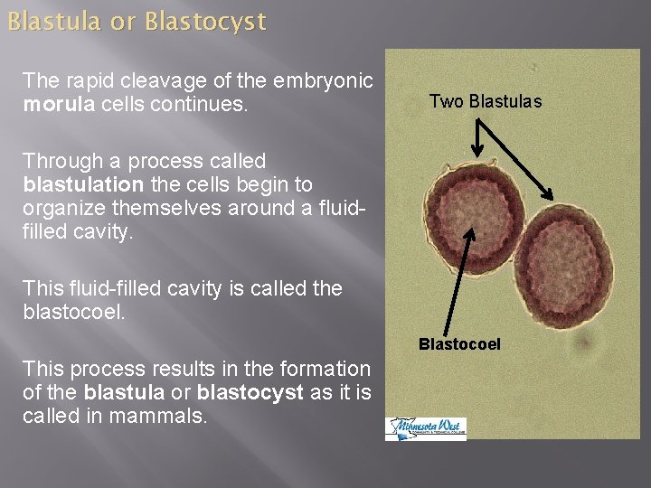 Blastula or Blastocyst The rapid cleavage of the embryonic morula cells continues. Two Blastulas