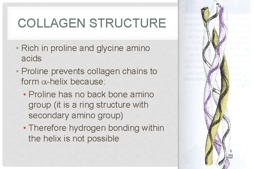 COLLAGEN STRUCTURE • Rich in proline and glycine amino acids • Proline prevents collagen