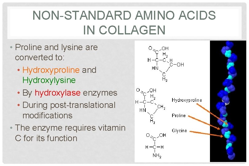 NON-STANDARD AMINO ACIDS IN COLLAGEN • Proline and lysine are converted to: • Hydroxyproline