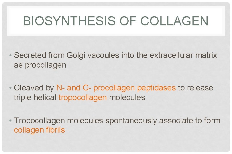 BIOSYNTHESIS OF COLLAGEN • Secreted from Golgi vacoules into the extracellular matrix as procollagen