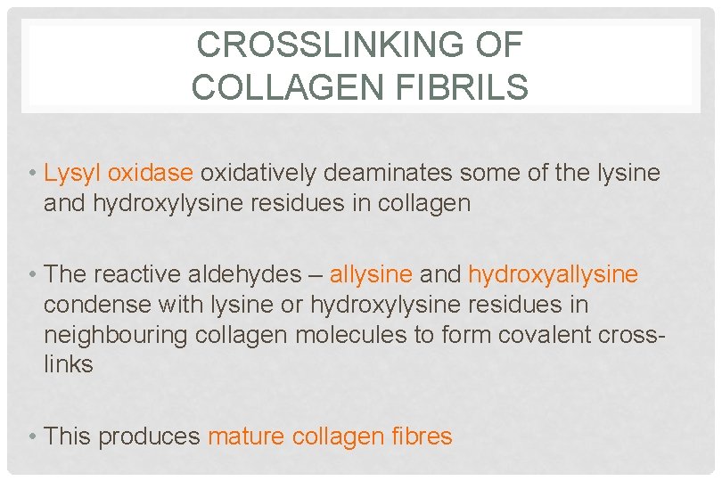 CROSSLINKING OF COLLAGEN FIBRILS • Lysyl oxidase oxidatively deaminates some of the lysine and