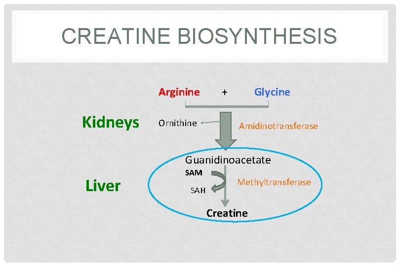 CREATINE BIOSYNTHESIS Arginine Kidneys Ornithine + Glycine Amidinotransferase Guanidinoacetate Liver SAM SAH Methyltransferase Creatine