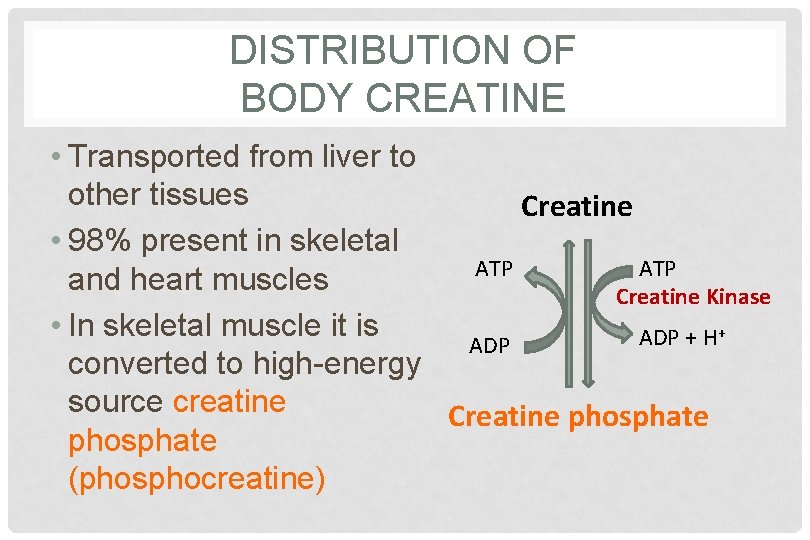 DISTRIBUTION OF BODY CREATINE • Transported from liver to other tissues Creatine • 98%