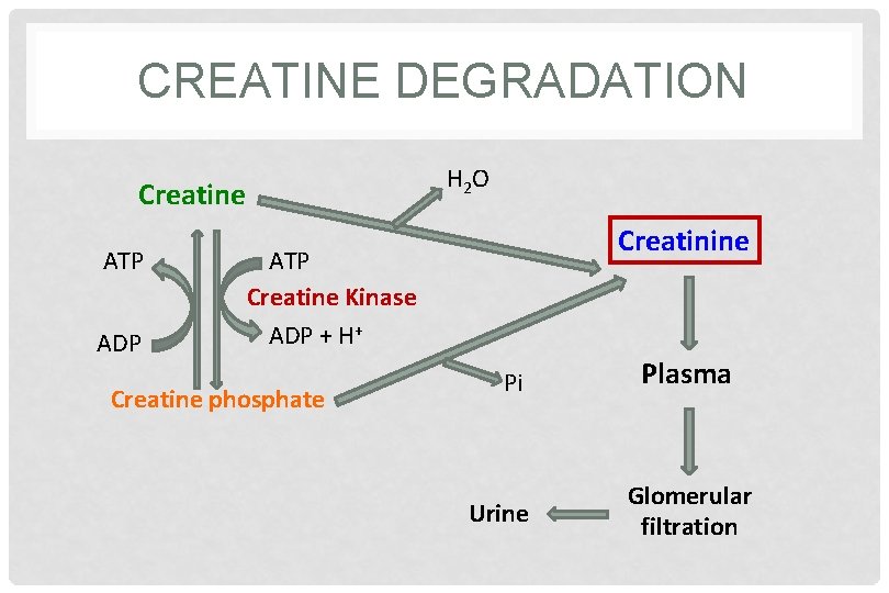 CREATINE DEGRADATION H 2 O Creatine ATP ADP Creatinine ATP Creatine Kinase ADP +