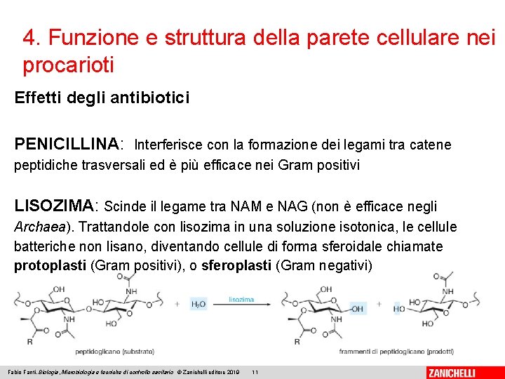 4. Funzione e struttura della parete cellulare nei procarioti Effetti degli antibiotici PENICILLINA: Interferisce