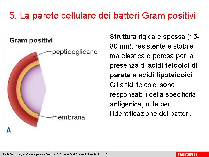 5. La parete cellulare dei batteri Gram positivi Struttura rigida e spessa (1580 nm),