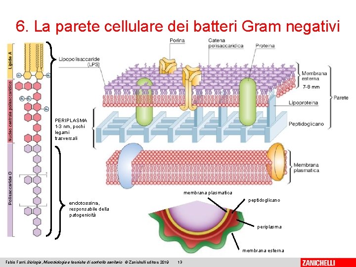 6. La parete cellulare dei batteri Gram negativi 7 -8 mm PERIPLASMA 1 -3