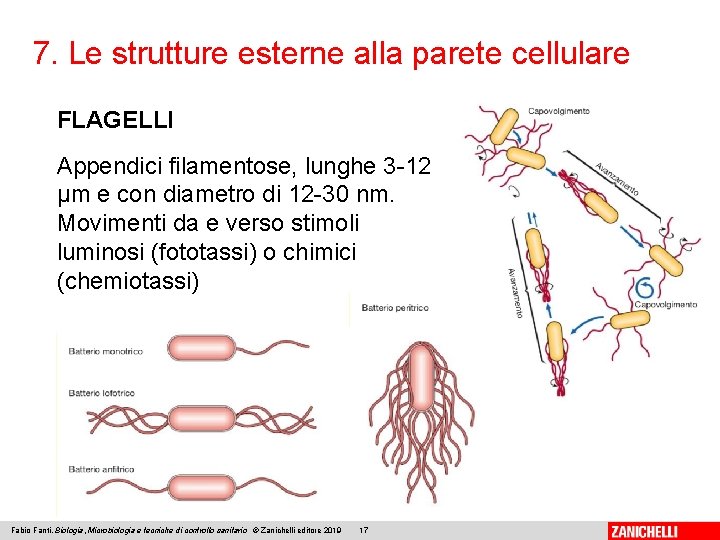 7. Le strutture esterne alla parete cellulare FLAGELLI Appendici filamentose, lunghe 3 -12 μm