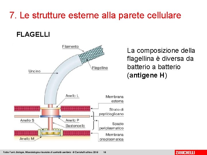 7. Le strutture esterne alla parete cellulare FLAGELLI La composizione della flagellina è diversa