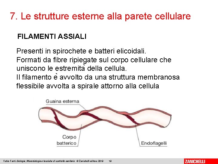 7. Le strutture esterne alla parete cellulare FILAMENTI ASSIALI Presenti in spirochete e batteri