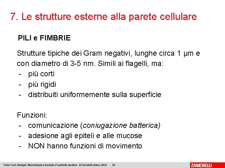 7. Le strutture esterne alla parete cellulare PILI e FIMBRIE Strutture tipiche dei Gram