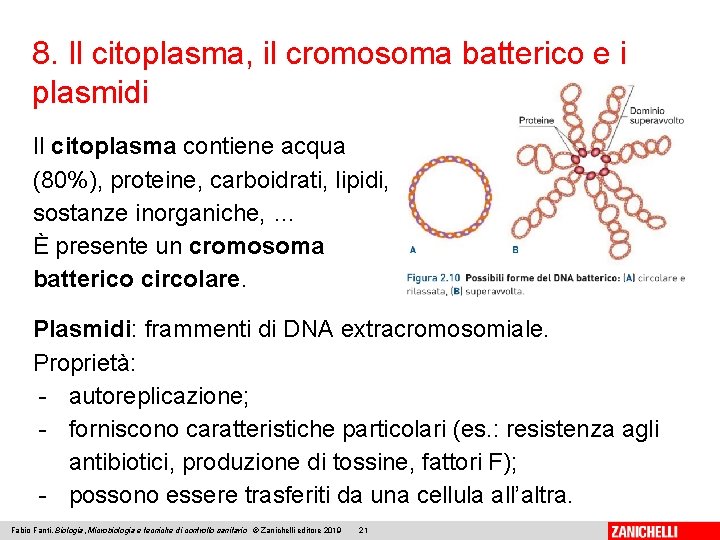 8. Il citoplasma, il cromosoma batterico e i plasmidi Il citoplasma contiene acqua (80%),