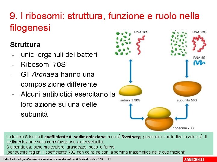 9. I ribosomi: struttura, funzione e ruolo nella filogenesi Struttura - unici organuli dei