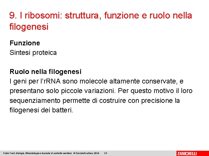 9. I ribosomi: struttura, funzione e ruolo nella filogenesi Funzione Sintesi proteica Ruolo nella