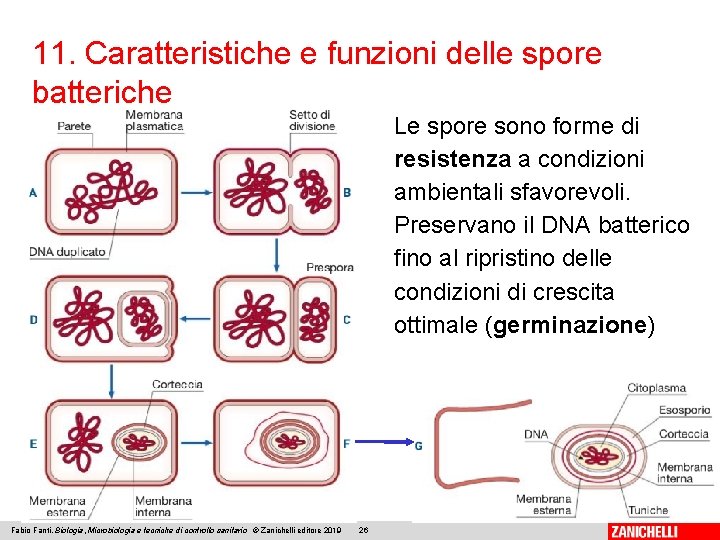 11. Caratteristiche e funzioni delle spore batteriche Le spore sono forme di resistenza a