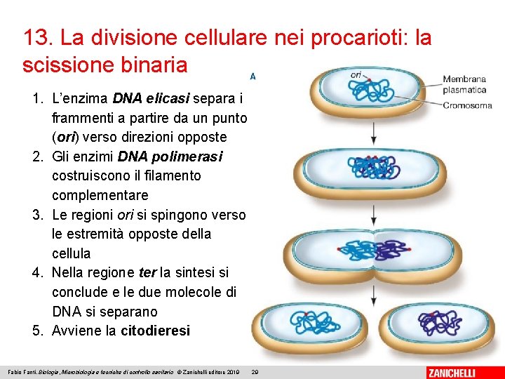 13. La divisione cellulare nei procarioti: la scissione binaria 1. L’enzima DNA elicasi separa