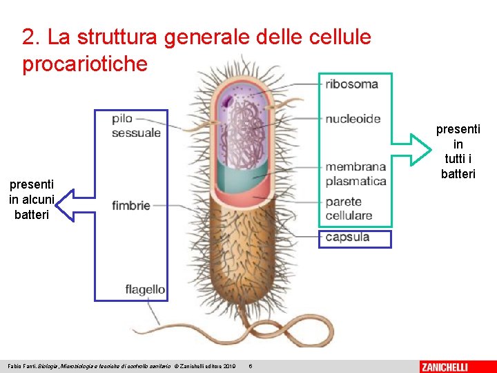 2. La struttura generale delle cellule procariotiche presenti in tutti i batteri presenti in