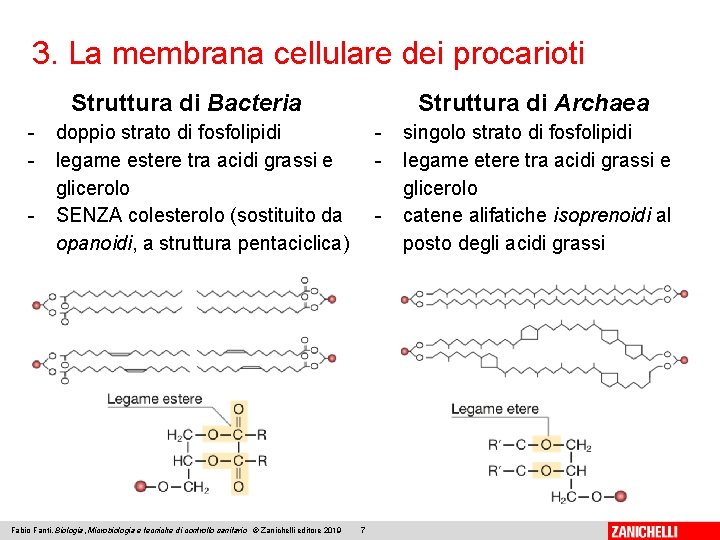 3. La membrana cellulare dei procarioti Struttura di Bacteria - Struttura di Archaea doppio