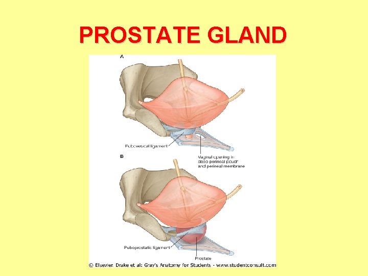 PROSTATE GLAND 