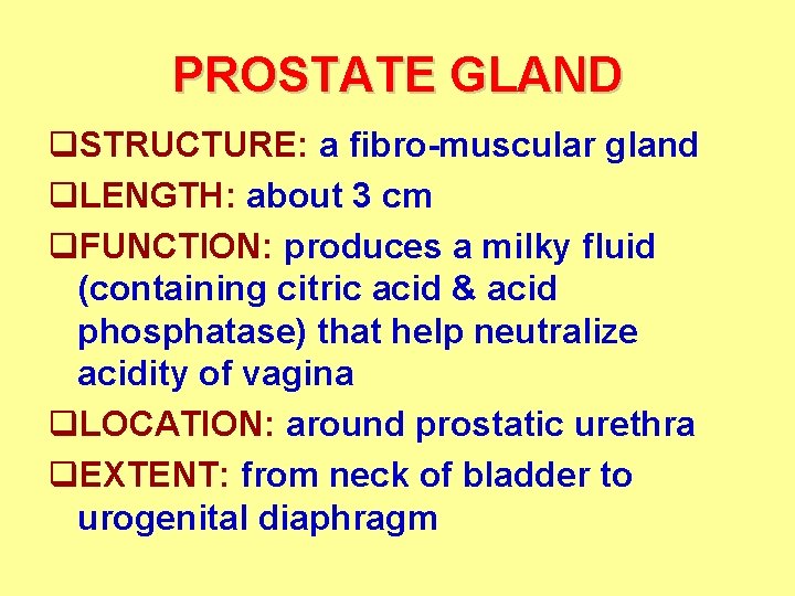 PROSTATE GLAND q. STRUCTURE: a fibro-muscular gland q. LENGTH: about 3 cm q. FUNCTION: