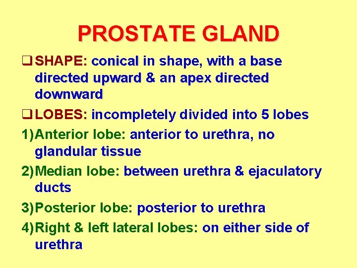 PROSTATE GLAND q SHAPE: conical in shape, with a base directed upward & an