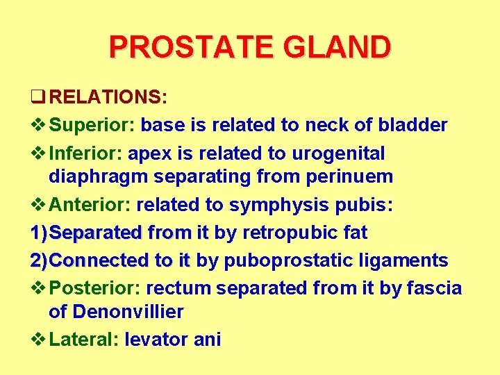 PROSTATE GLAND q RELATIONS: v Superior: base is related to neck of bladder v