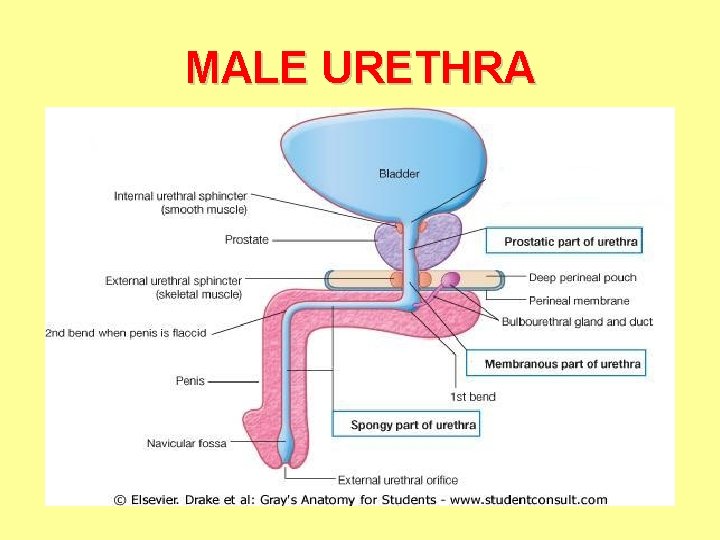 MALE URETHRA 