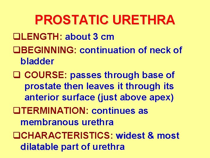 PROSTATIC URETHRA q. LENGTH: about 3 cm q. BEGINNING: continuation of neck of bladder