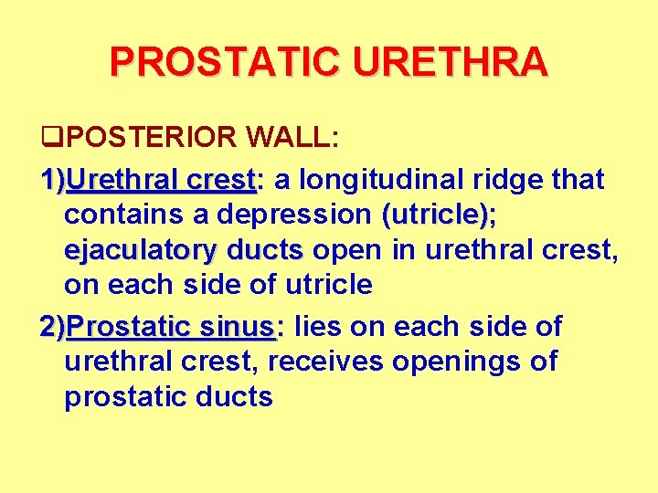 PROSTATIC URETHRA q. POSTERIOR WALL: 1)Urethral crest: a longitudinal ridge that contains a depression