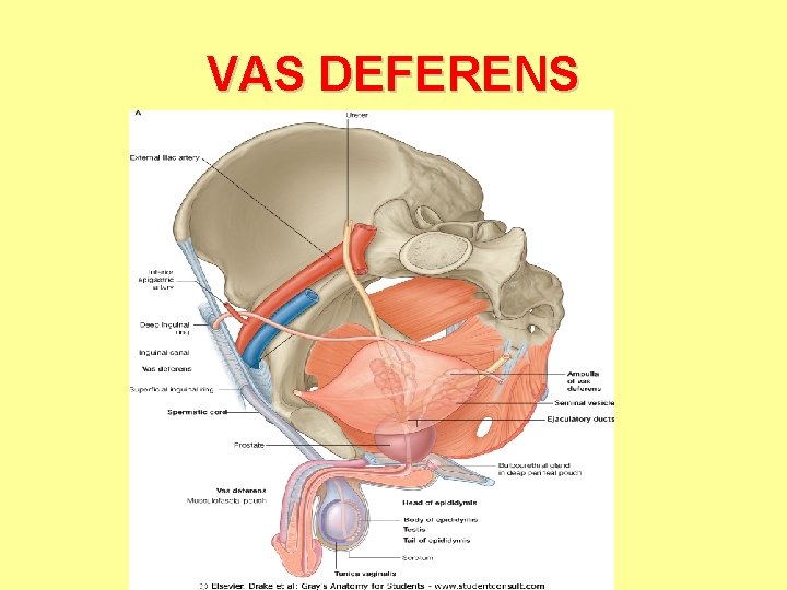 VAS DEFERENS 