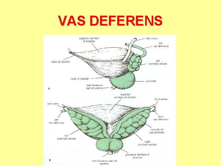 VAS DEFERENS 