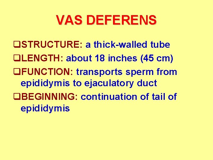 VAS DEFERENS q. STRUCTURE: a thick-walled tube q. LENGTH: about 18 inches (45 cm)