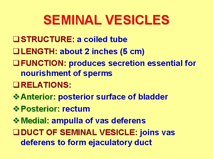 SEMINAL VESICLES q STRUCTURE: a coiled tube q LENGTH: about 2 inches (5 cm)