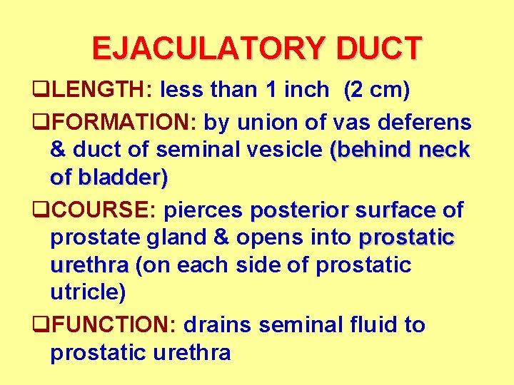 EJACULATORY DUCT q. LENGTH: less than 1 inch (2 cm) q. FORMATION: by union