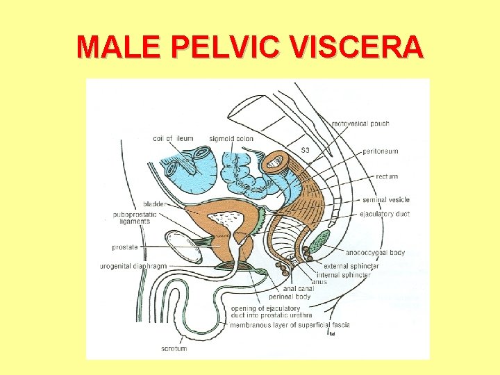 MALE PELVIC VISCERA 