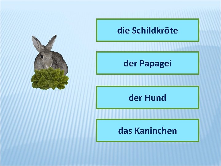 die Schildkröte der Papagei der Hund das Kaninchen 