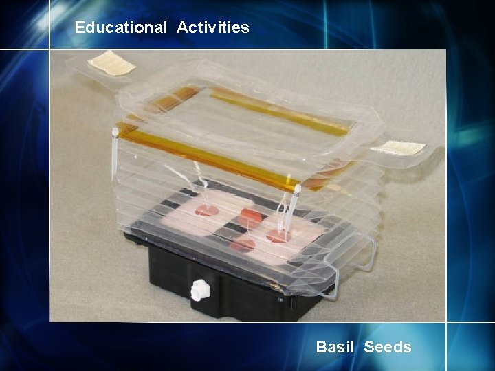 Educational Activities Basil Seeds 