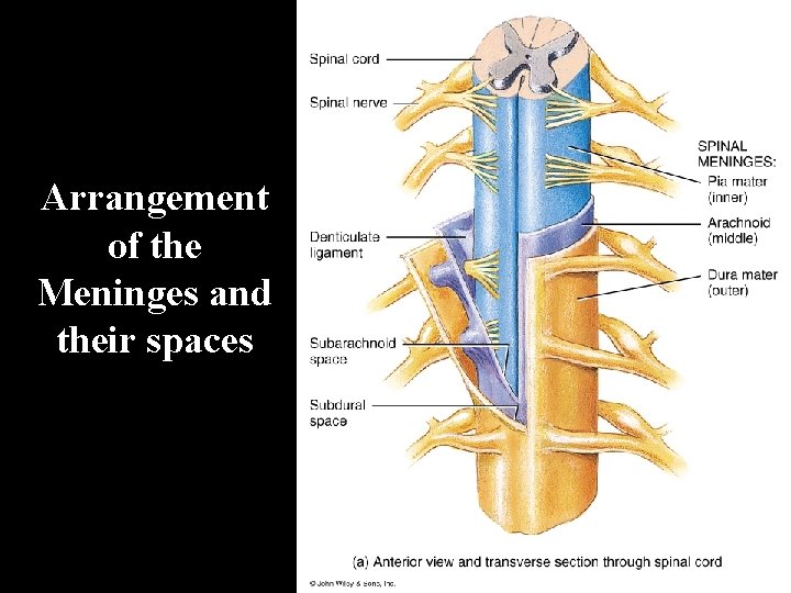 Arrangement of the Meninges and their spaces 