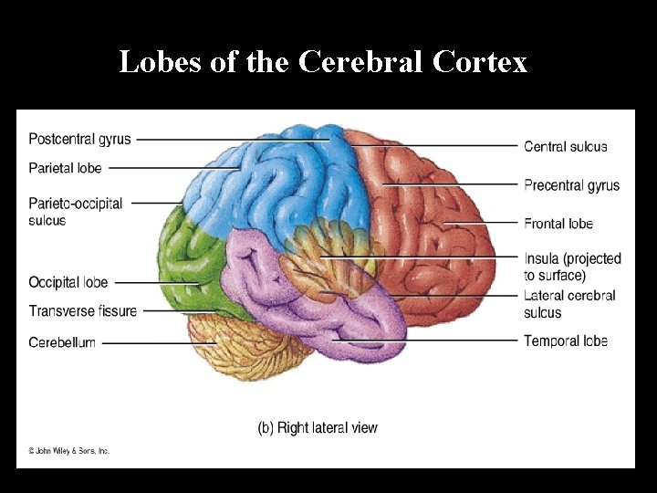 Lobes of the Cerebral Cortex 