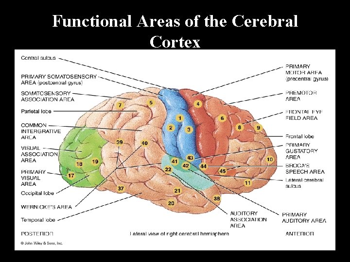 Functional Areas of the Cerebral Cortex 